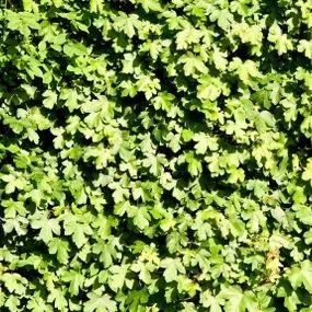 Maple Field (Acer campestre) 1 hedging